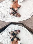 Snooks - Entire Collection
