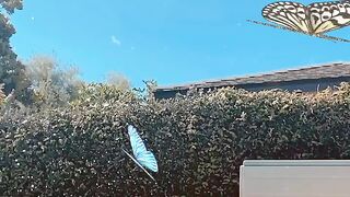 Kimorasvenus Leaked Onlyfans (Video 10)