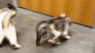 Yungestnugget Onlyfans (Video 10)