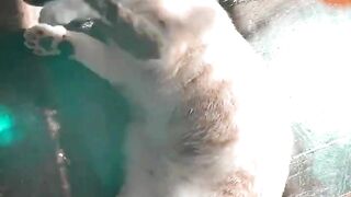 Lasirena69 (Video 2)