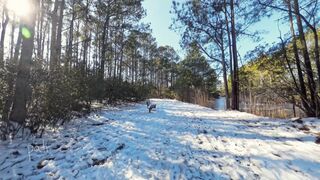 AmWednesday - Snow Walk